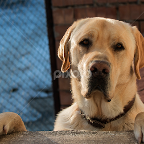 by Dana Corina Popescu - Animals - Dogs Portraits