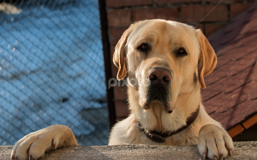 by Dana Corina Popescu - Animals - Dogs Portraits