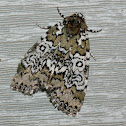 Owl-eyed Bird Dropping Moth