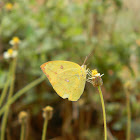 Mottled emigrant