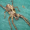 Four Spotted Sac Spider