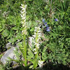 White bog-orchid