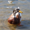 Domestic Duck hybrid Mallard