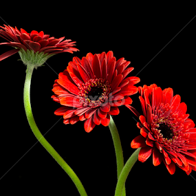 red gebera's on black background by Oma Sjon - Flowers Flower Arangements