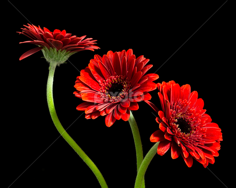red gebera's on black background by Oma Sjon - Flowers Flower Arangements