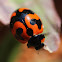 Transverse Lady Beetle