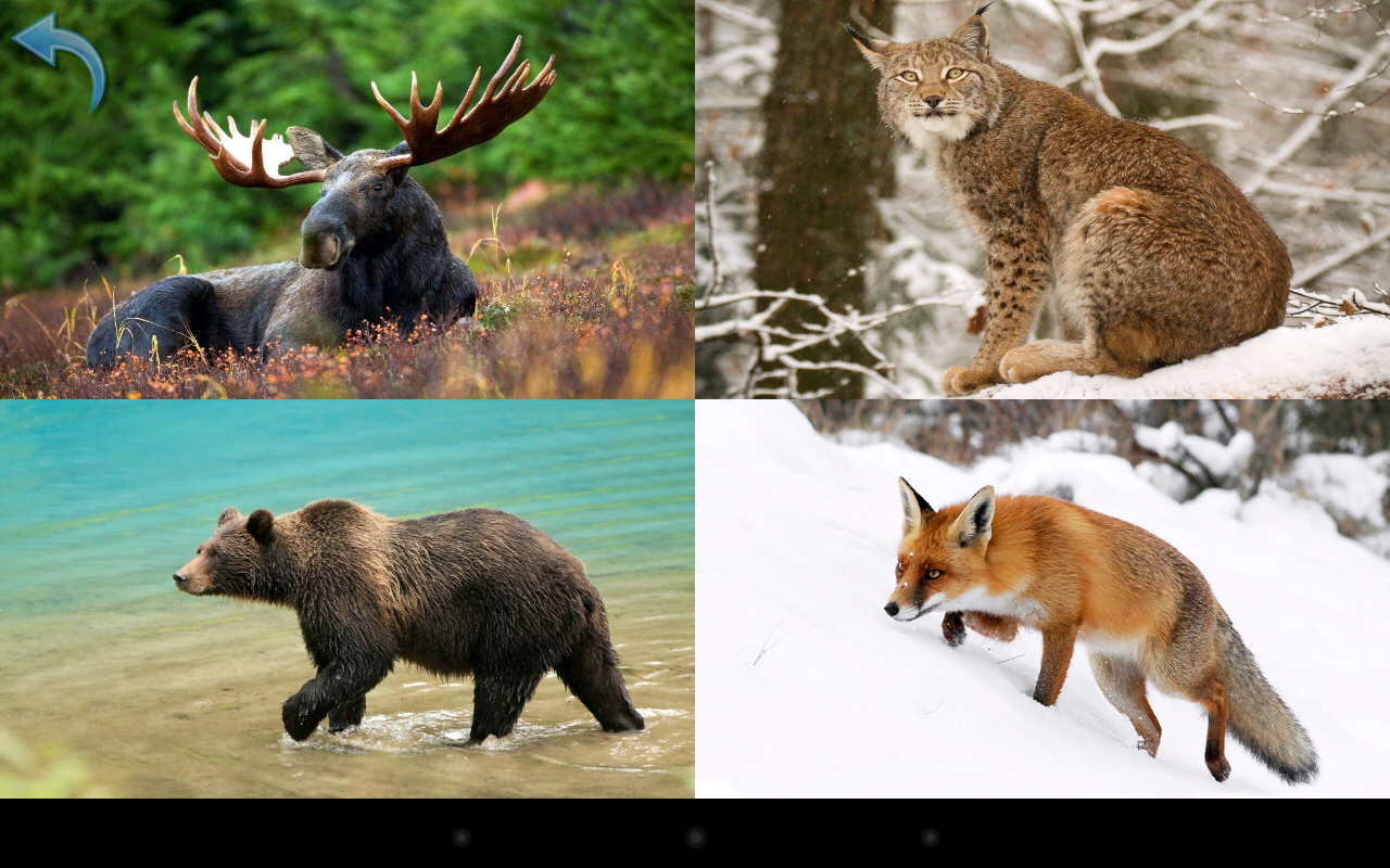 Animals for Kids - Flashcards - Android Apps on Google Play