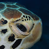 Green Sea turtle