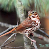 Fox Sparrow