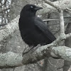 Eastern Crow
