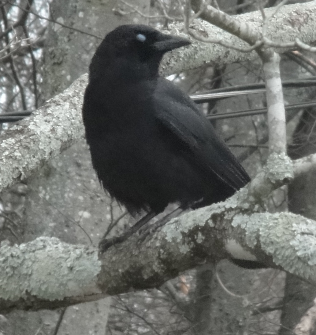 Eastern Crow