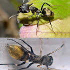Black ant mimic spider