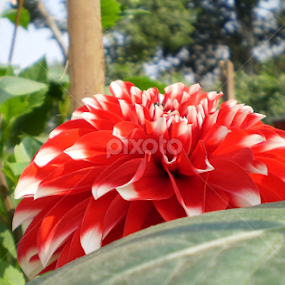 Dahlia by Anindya Saha - Novices Only Flowers & Plants
