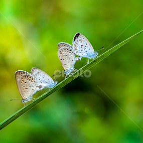 Two Couples by Agus Prasetya - Animals Insects & Spiders