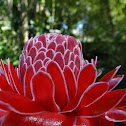 Torch Ginger