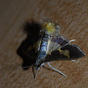 Pickleworm Moth