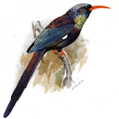 Merlin Bird ID by Cornell Lab - Android Apps on Google Play