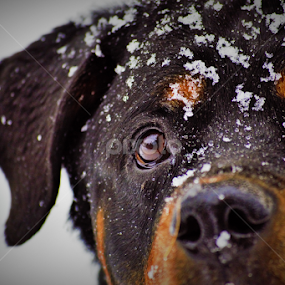 by Denise Johnson - Animals - Dogs Portraits