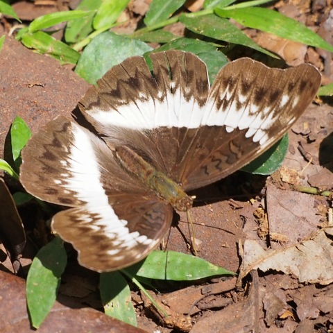 Common White Glider (female)