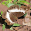 Common White Glider (female)