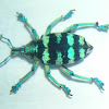 Eupholus Weevil (sp) (preserved)