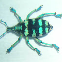 Eupholus Weevil (sp) (preserved)