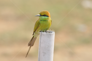Bamboo pole Perch!  by Jatin Patel -  
