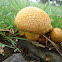 Gymnopilus