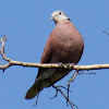 Philippine Collared Dove