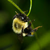 Two Spotted Bumble Bee