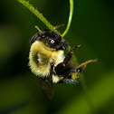 Two Spotted Bumble Bee