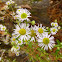 Annual Fleabane