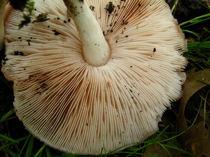 Mystery Mushroom E, suspected Fawn Mushroom, pic 2 of 3, pinkish gills