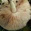 Mystery Mushroom E, suspected Fawn Mushroom, pic 2 of 3, pinkish gills