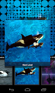 How to get Guess Killer Whale Pictures HD patch 2.2 apk for android