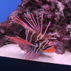 Radial Firefish