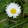 ox-eye daisy