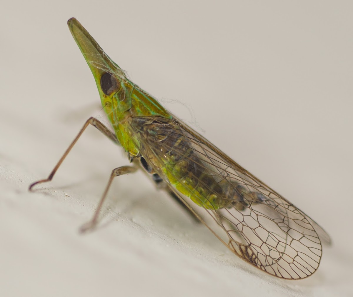 Long-nosed Planthopper