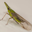 Long-nosed Planthopper