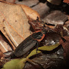 Margined Carrion Beetle