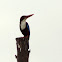 White Throated Kingfisher