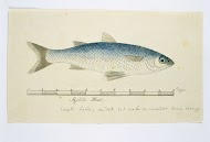 Liza richardsonii (South African mullet)