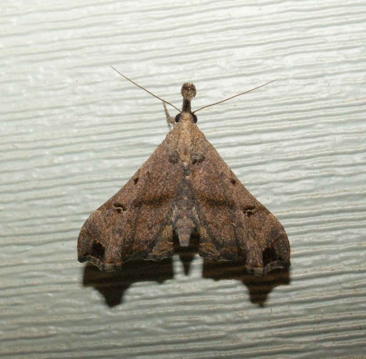 Faint-spotted Palthis