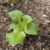 Buttercrunch Lettuce