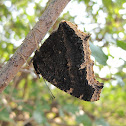 Mourning Cloak butterfly