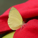 Grass yellow butterflies