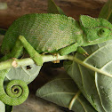 Indian Chameleon
