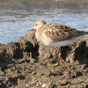 Pectoral sandpiper