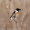 Stonechat; Tarabilla Común