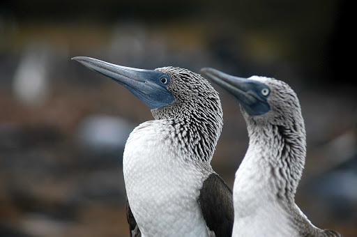  Blue-footed boobies, spotted in the Galápagos Islands during a Lindblad Expedition.